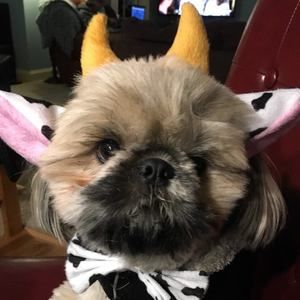 Meet your Posher, Levi